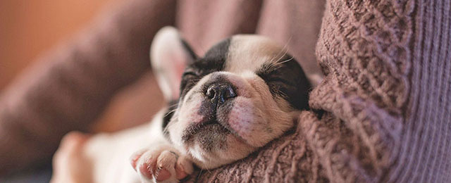 「犬に名前をつける日」が教えてくれる、“看取り”という帰着点のイメージ