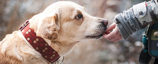 犬にだけ予防接種や死亡時の届け出が必要な理由のイメージ