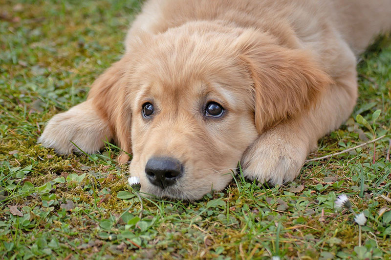 「犬に名前をつける日」が教えてくれる、“看取り”という帰着点イメージ