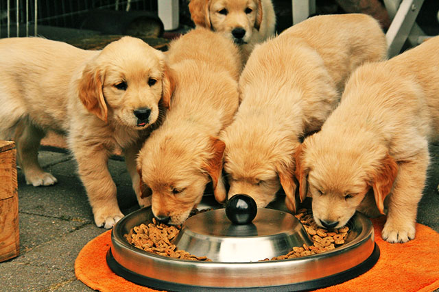 西郷隆盛も愛犬家。今も昔も、ペットは人生の素晴らしいパートナーのイメージ